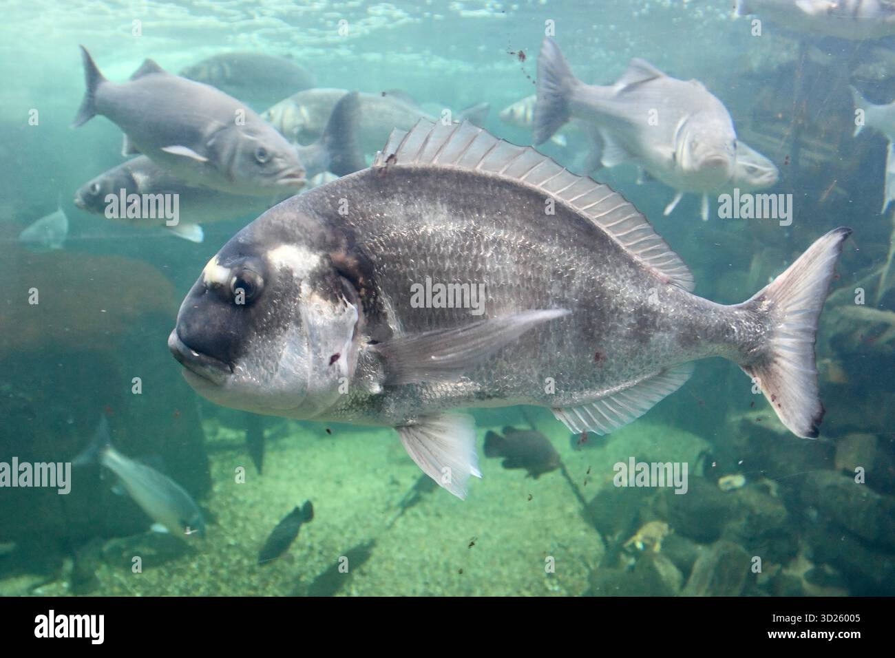 Bream con testa dorata al centro di conservazione dello zoo marino di Anglesey Foto Stock