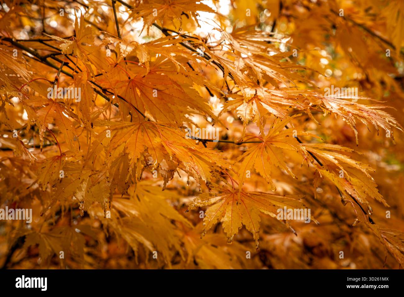 WA28716-00...WASHINGTON - foglie colorate cadono dopo una doccia a pioggia al Kubota Garden di Seattle. Foto Stock