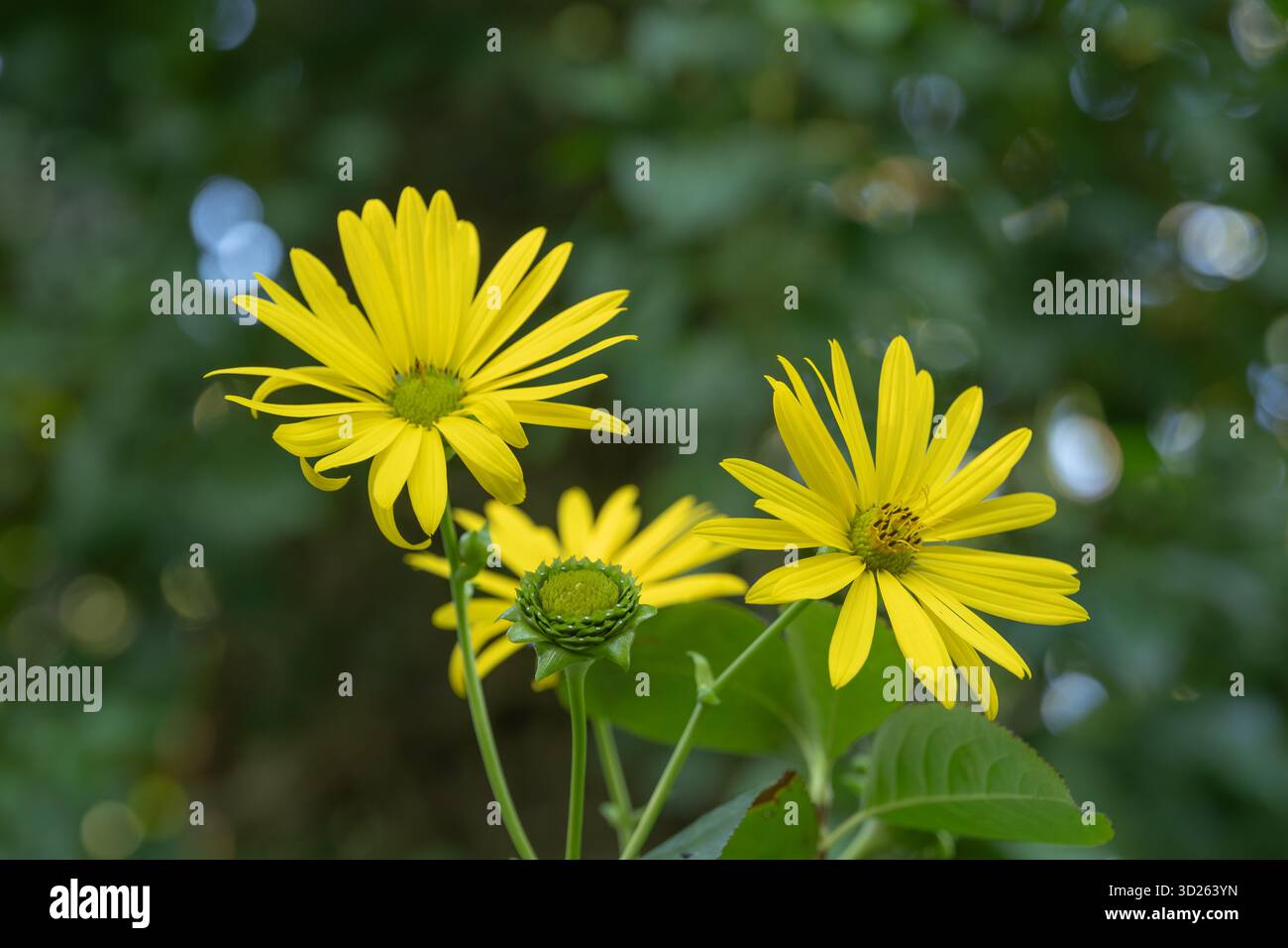 Fiori gialli di Silphium perfoliatum L. - la pianta a tazza, fiore selvatico della famiglia delle Asteraceae, originaria dell'America settentrionale orientale e centrale. Foto Stock