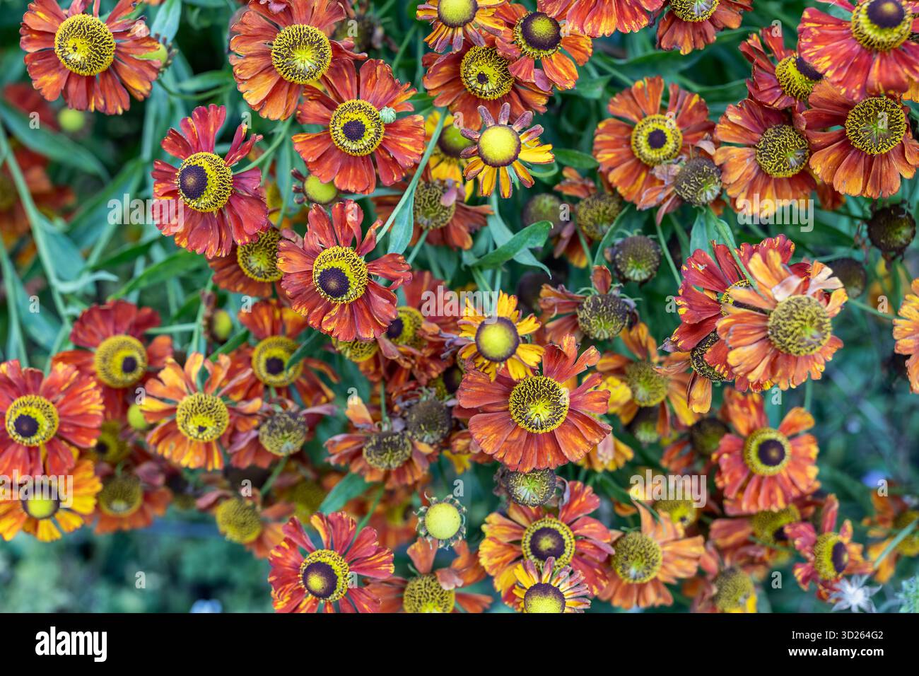 Fiori di Helenium L. x hort. Flammenrad, pianta in fiore della famiglia delle Asteraceae. Foto Stock