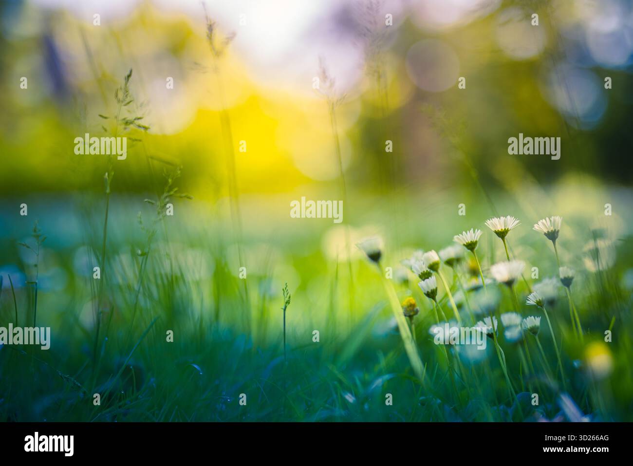 Primo piano a margherita luminoso prato di fiori selvatici primavera da sogno soffice bokeh luce del sole verde delicato sfondo naturale idilliaco e tranquilla flora all'aperto Foto Stock