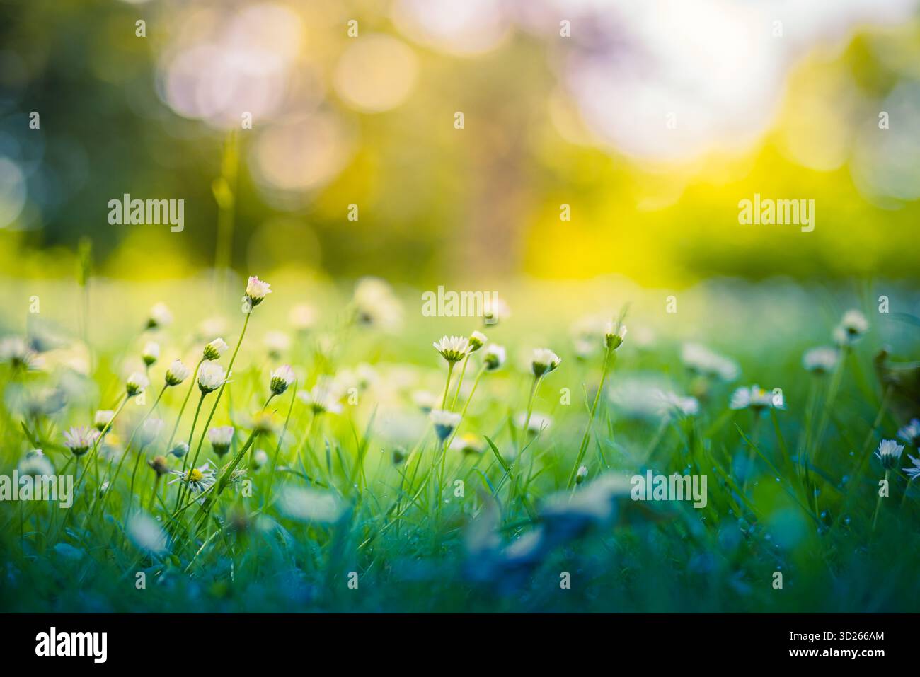 Sereno primo piano a margherita idilliaco prato primaverile soffice bokeh luce del sole delicato sfondo naturale con fiori selvatici da sogno verde blu all'aperto tranquillo terreno floreale Foto Stock