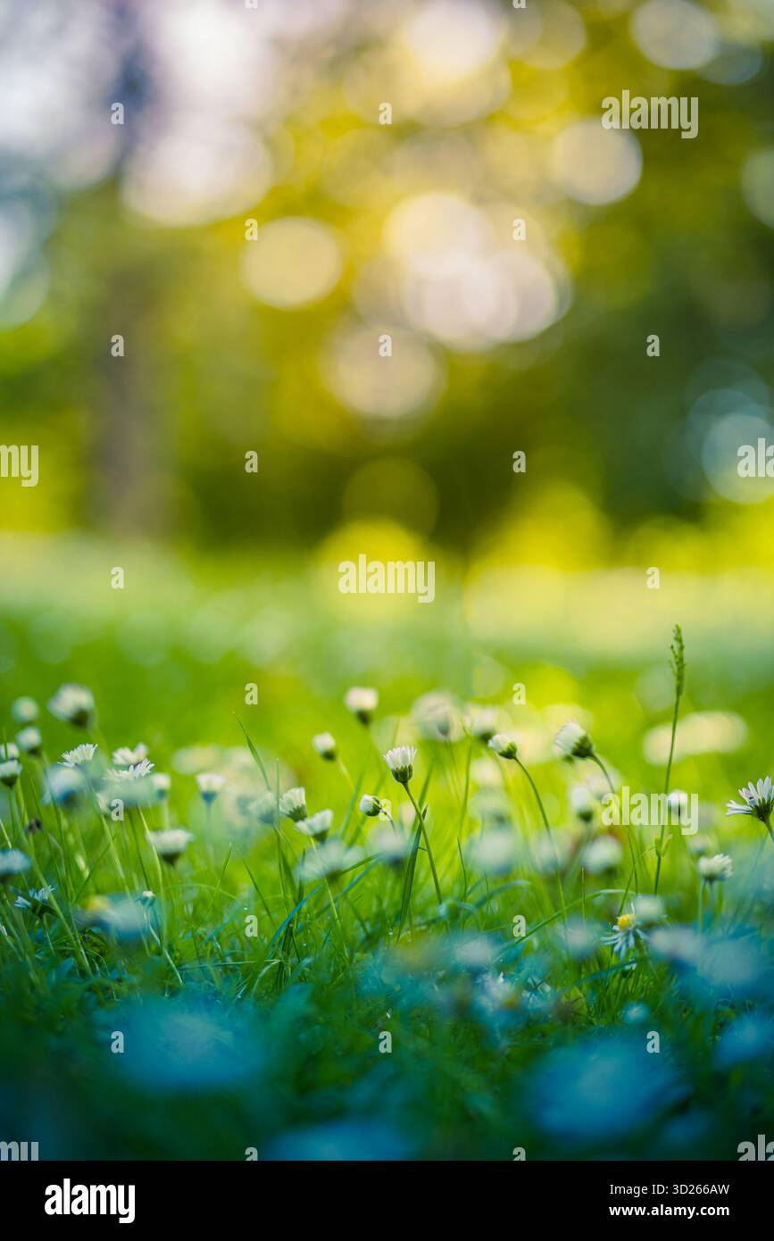 Sognate il primo piano a margherita morbido verde bokeh prato blu luce del sole idilliaco sfondo primaverile delicato campo di fiori selvatici sereno e tranquillo paesaggio all'aperto Foto Stock