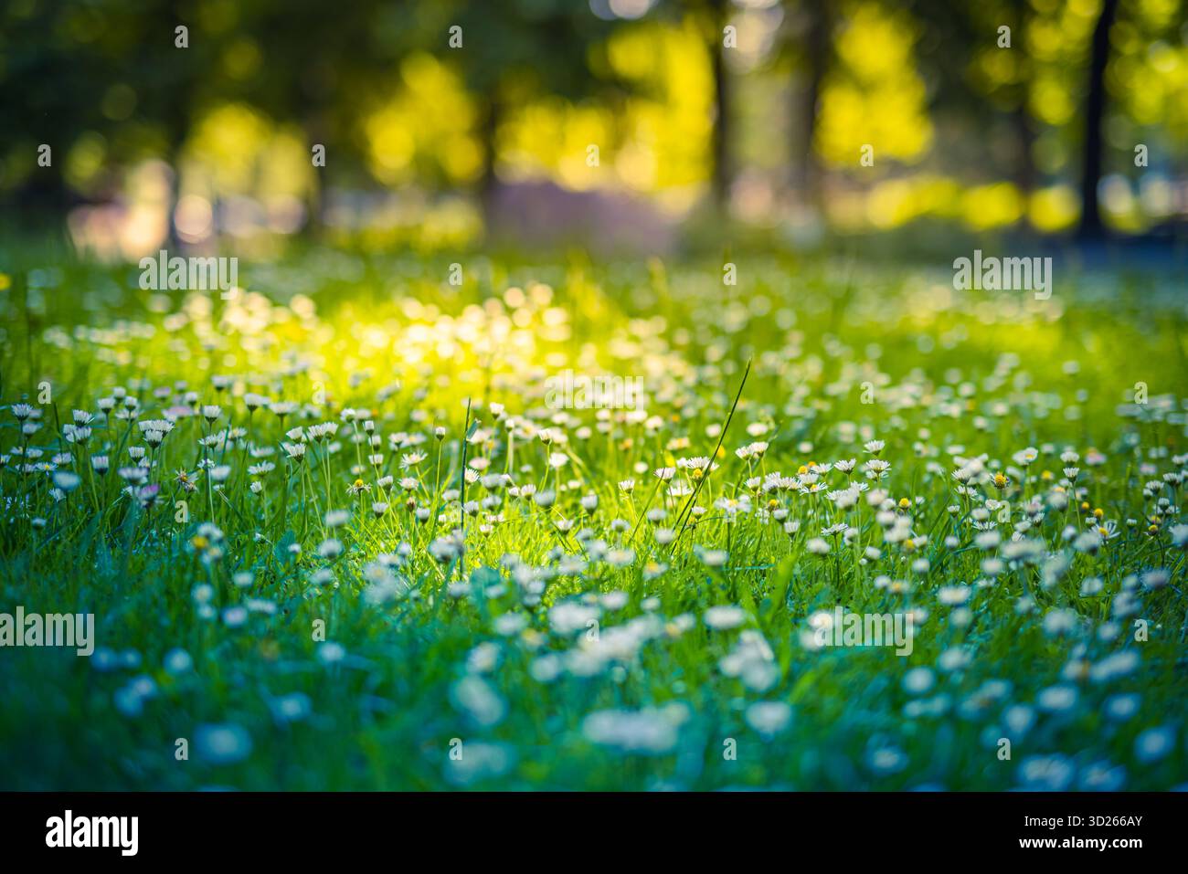 Radiosa primavera estate, fiori a margherita, lussureggiante, idilliaco, campo di prati floreali, natura serena all'aperto, sfocatura da sogno, sfondo della foresta, fresca vista botanica Foto Stock