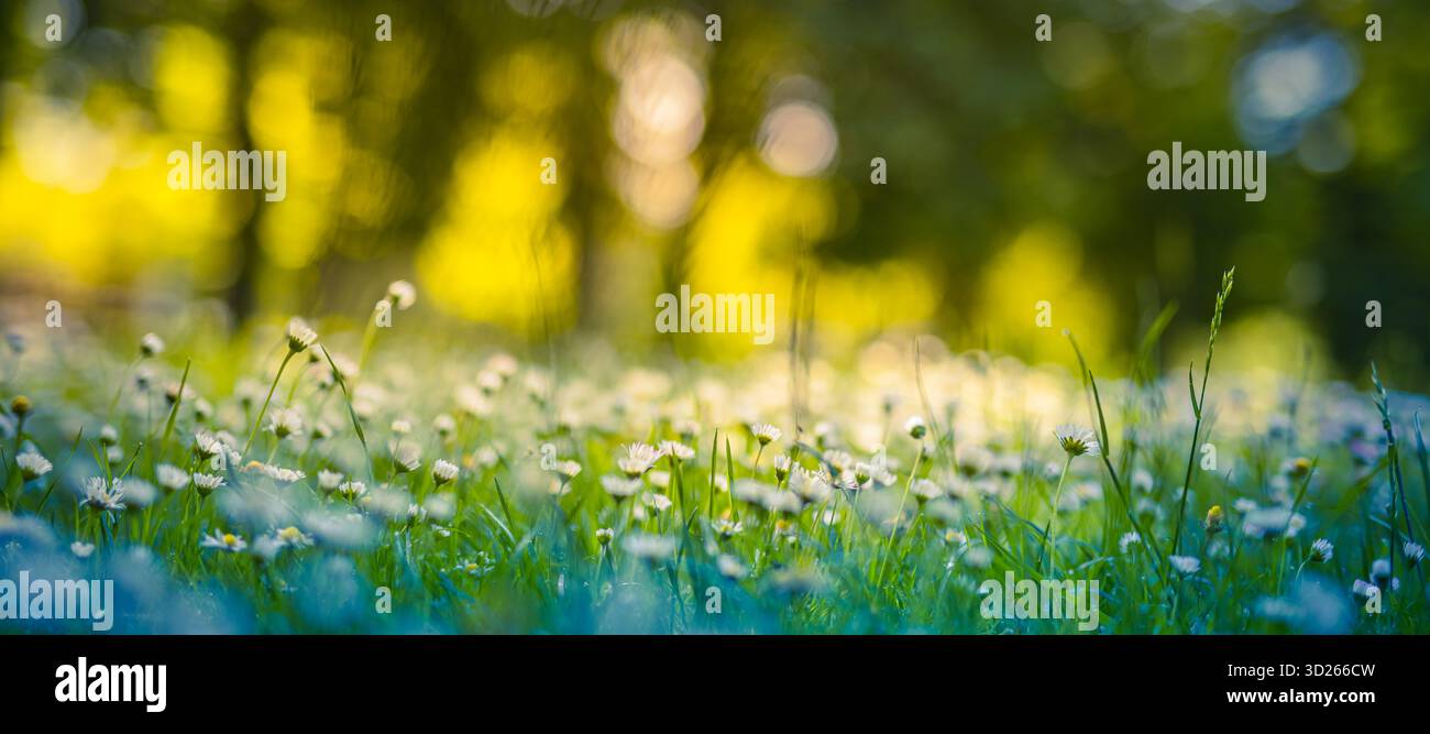 Sognanti fiori di margherita primavera estate vibrante idilliaco campo di prati floreali natura lussureggiante all'aperto sereno sfondo della foresta sfocato radioso botanico stagionale Foto Stock