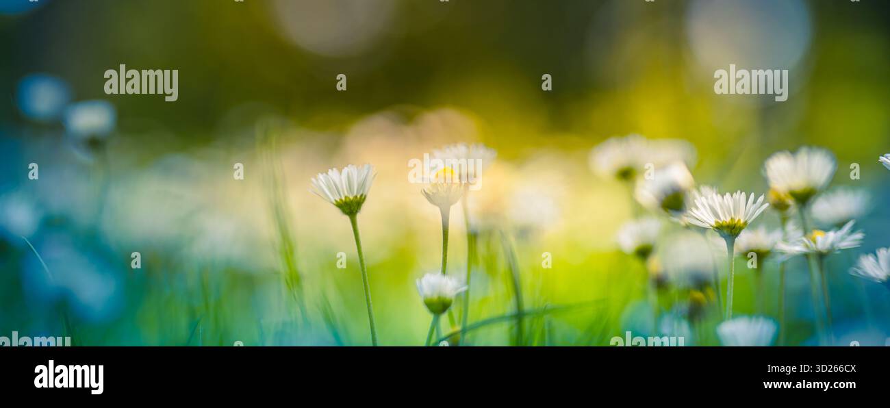 Da sogno, il primo piano a margherita macro, morbido prato verde bokeh blu, luce del sole, idilliaco sfondo naturale primaverile, delicato campo di fiori selvatici, sereno e tranquillo all'aperto Foto Stock