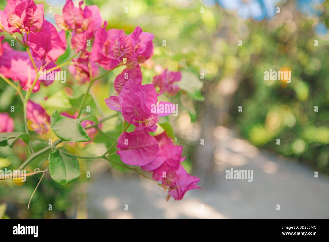 Splendidi fiori di bouganville con sfondo artistico tropicale sfocato e lussureggiante fogliame floreale Foto Stock