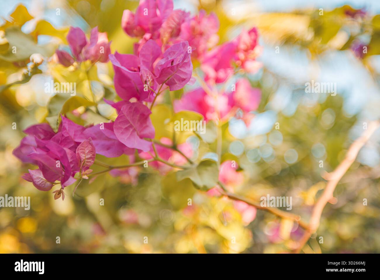 Splendidi fiori di bouganville con sfondo artistico tropicale sfocato e lussureggiante fogliame floreale Foto Stock