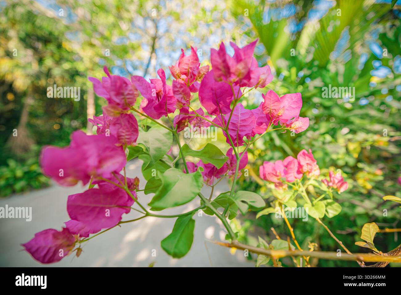 Splendidi fiori di bouganville con sfondo artistico tropicale sfocato e lussureggiante fogliame floreale Foto Stock