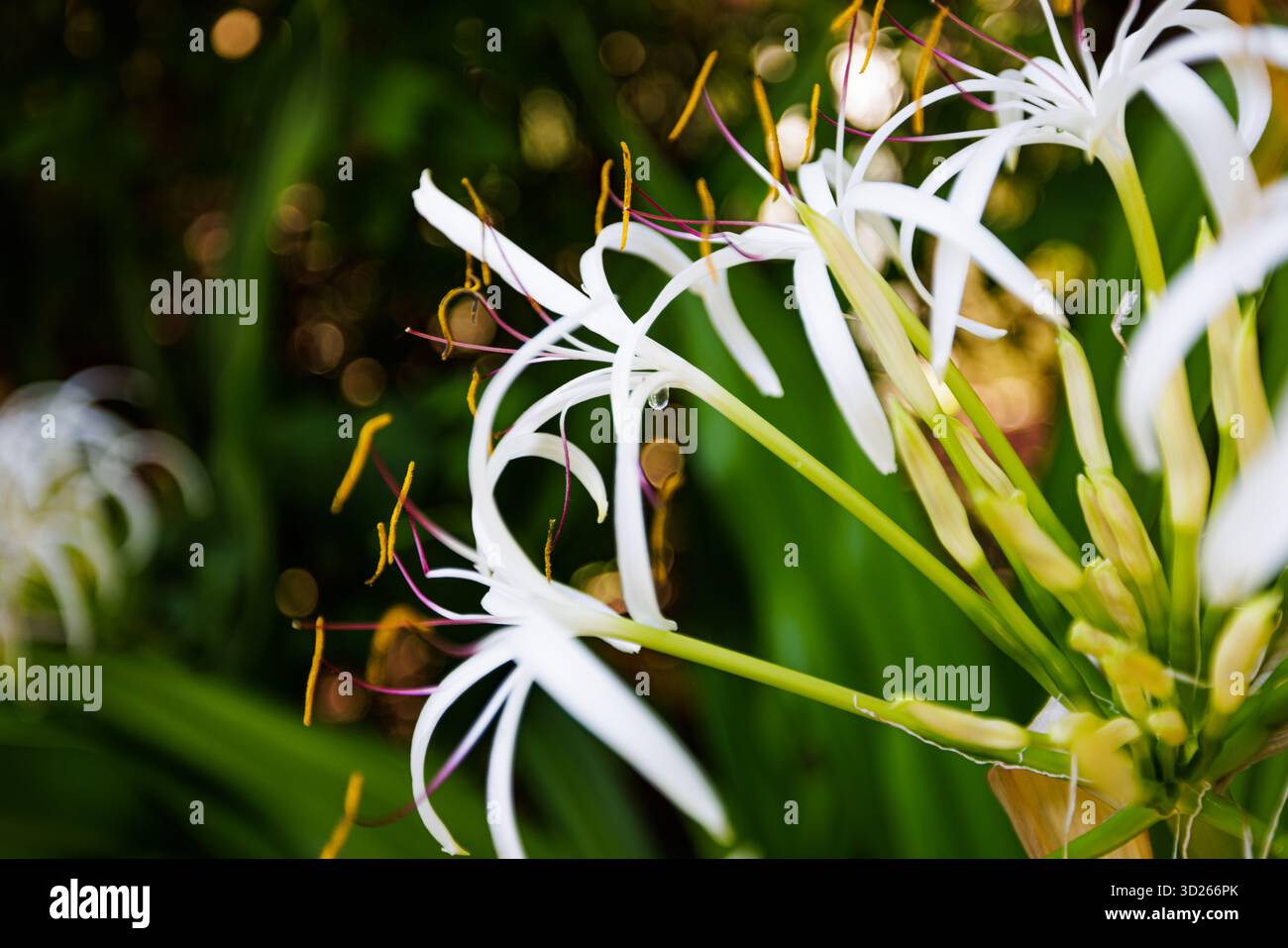 Rilassanti fiori astratti di giglio bianco in giardino tropicale, morbido sfondo floreale, serena natura botanica Foto Stock