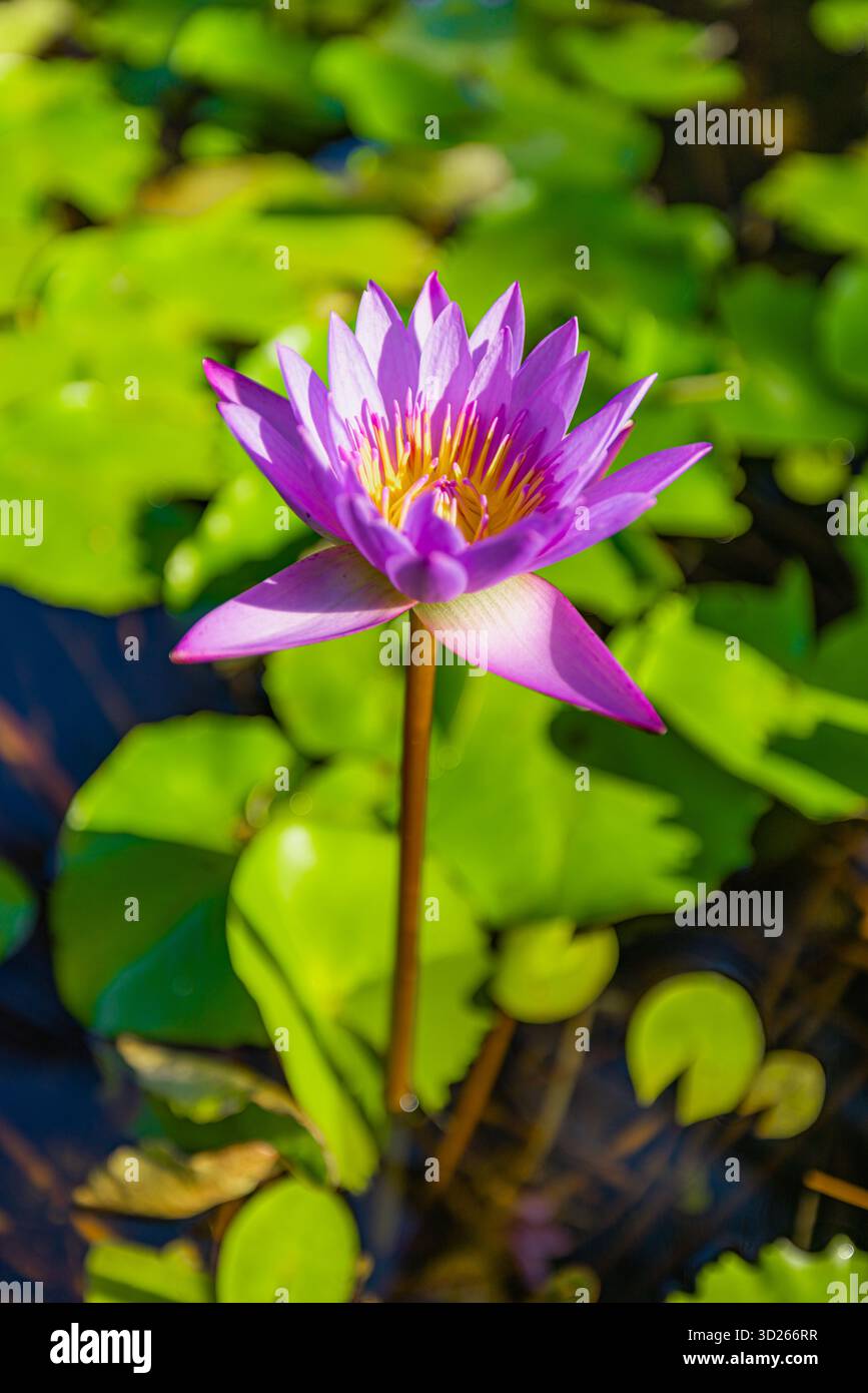 Primo piano di ninfee viola in un giardino tropicale, sfondo floreale verticale con un soffice fogliame da sogno Foto Stock