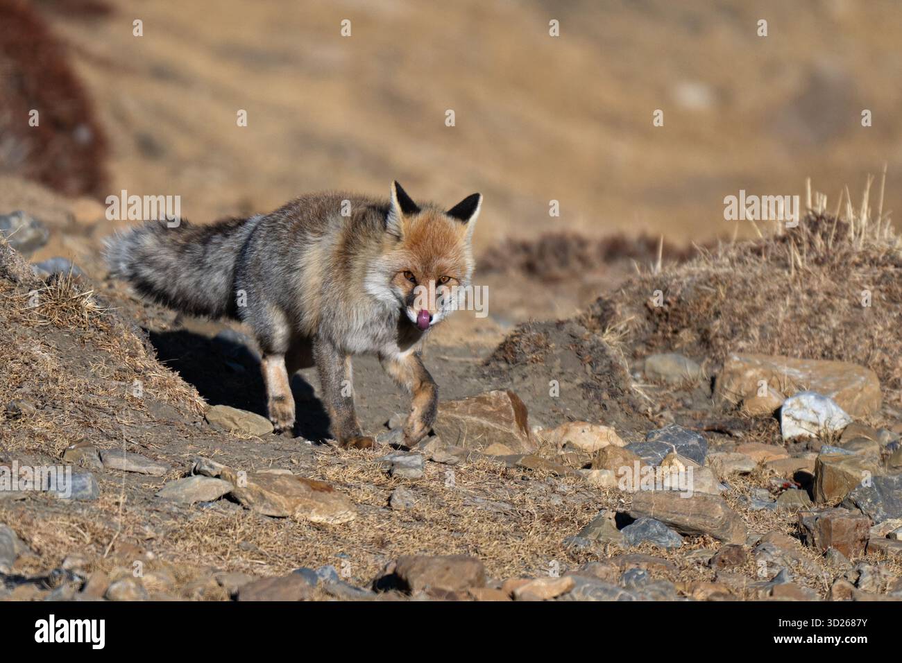La volpe rossa (Vulpes vulpes) dall'alto Himalaya della valle di Spiti nell'Himachal Pradesh, India Foto Stock