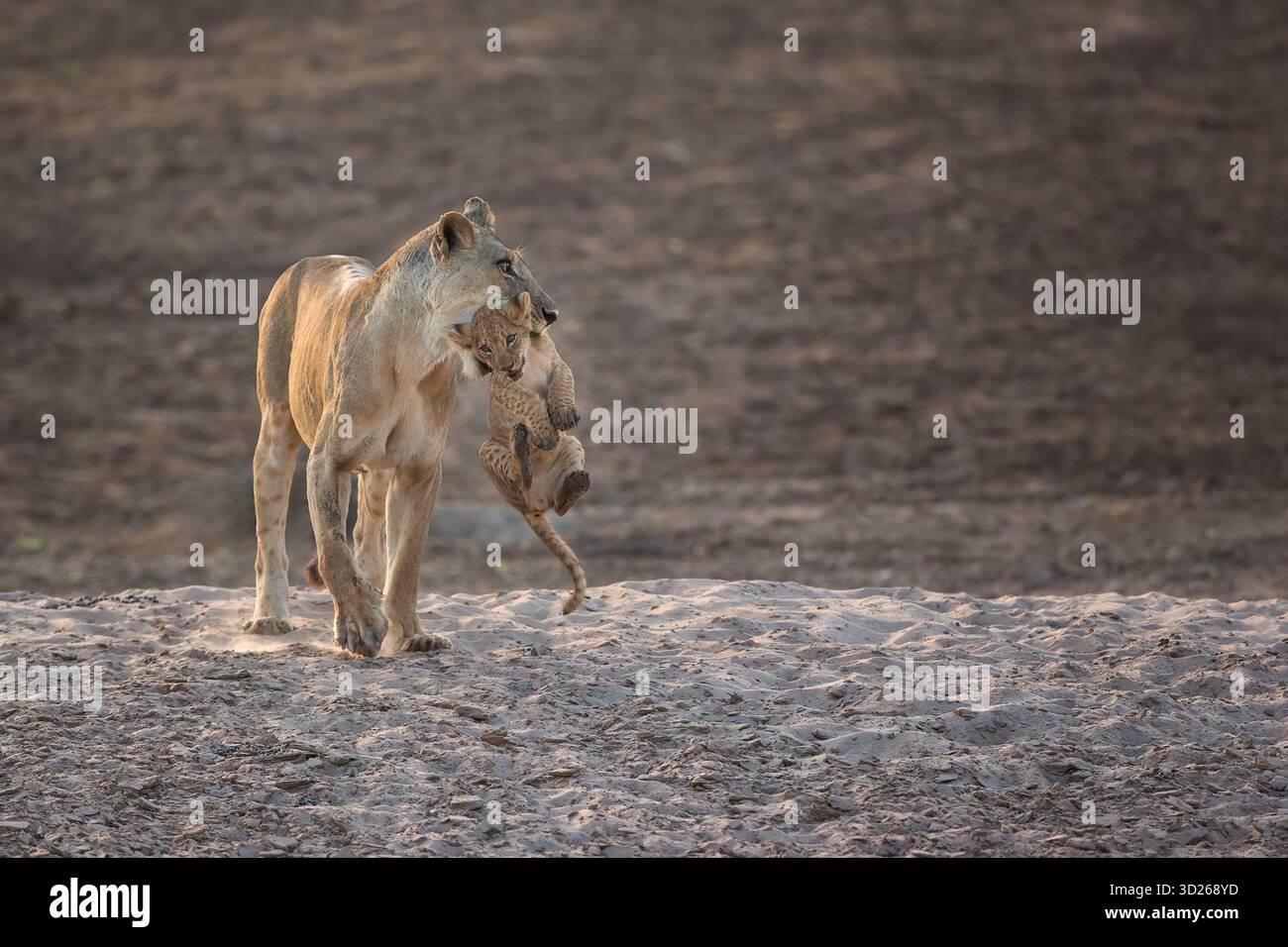 Una leonessa porta il suo unico cucciolo in bocca, South Luangwa NP, Zambia, Sud Africa Foto Stock