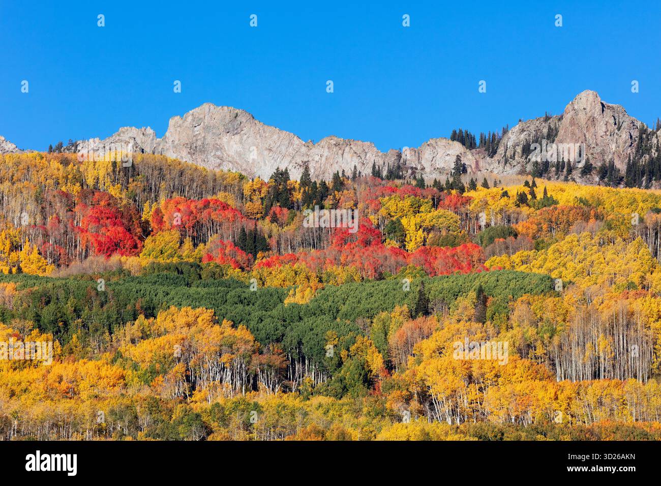 Alberi di pioppo dai vivaci colori autunnali a Kebler Pass, Colorado Foto Stock