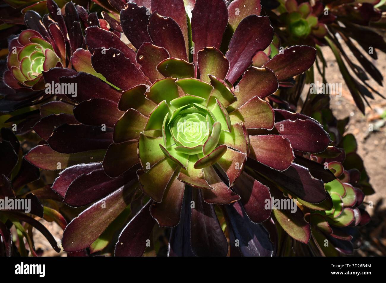 Aeonium Black Rose colorata e succulenta pianta che mostra un centro verde vibrante circondato da foglie viola scure in un giardino soleggiato Foto Stock