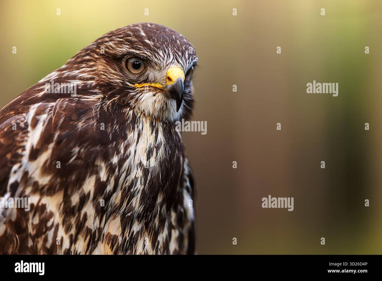 Ritratto di bucato comune femminile (Buteo buteo) dal davanti Foto Stock
