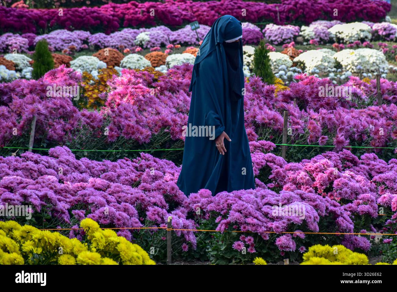 Una donna kashmiri rivestita di burqa esplora il più grande giardino di crisantemo dell'Asia e del Kashmir localmente noto come «Gul-e-Dawood» a Srinagar. Nel tentativo di rilanciare il turismo dopo l'attacco militante di Pahalgam, che ha ucciso 26 persone, compresi i turisti. Il Kashmir ha svelato il suo primo e più grande giardino del Chrysanthemum in Asia, o Bagh-e-Gul-e-Dawood, a Srinagar. Quest'anno, 3.000.000 crisantemi in fiore, di oltre 50 varietà diverse, riempiono il giardino di cinque ettari. L'iniziativa mira a estendere la stagione turistica della regione oltre la fioritura primaverile dei tulipani, offrendo ai visitatori un colorato e profumato Foto Stock