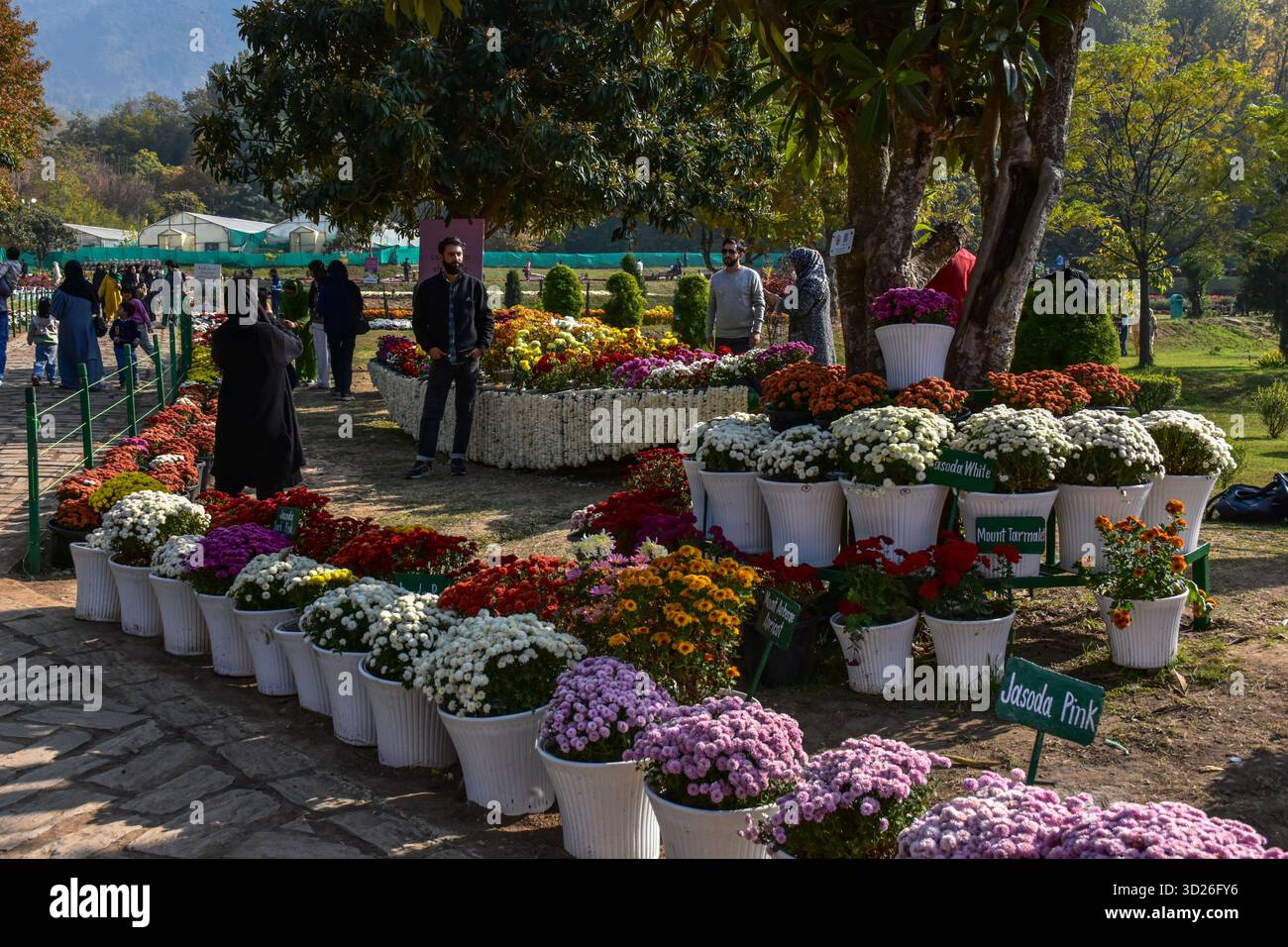 Srinagar, India. 30 ottobre 2025. I visitatori esplorano il più grande giardino del Crisantemo dell'Asia e del Kashmir, conosciuto localmente come "˜Gul-e-Dawood" a Srinagar. Nel tentativo di rilanciare il turismo dopo l'attacco militante di Pahalgam, che ha ucciso 26 persone, compresi i turisti. Il Kashmir ha svelato il suo primo e più grande giardino del Chrysanthemum in Asia, o Bagh-e-Gul-e-Dawood, a Srinagar. Quest'anno, 3.000.000 crisantemi in fiore, di oltre 50 varietà diverse, riempiono il giardino di cinque ettari. L'iniziativa mira a estendere la stagione turistica della regione oltre la fioritura primaverile dei tulipani, offrendo ai visitatori un'esperienza di Foto Stock