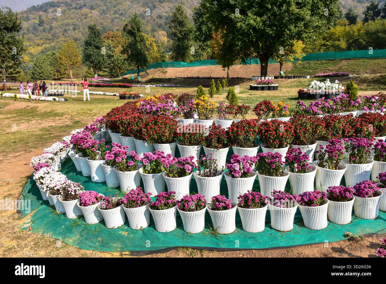 Srinagar, India. 30 ottobre 2025. I visitatori esplorano il più grande giardino del Crisantemo dell'Asia e del Kashmir, conosciuto localmente come "˜Gul-e-Dawood" a Srinagar. Nel tentativo di rilanciare il turismo dopo l'attacco militante di Pahalgam, che ha ucciso 26 persone, compresi i turisti. Il Kashmir ha svelato il suo primo e più grande giardino del Chrysanthemum in Asia, o Bagh-e-Gul-e-Dawood, a Srinagar. Quest'anno, 3.000.000 crisantemi in fiore, di oltre 50 varietà diverse, riempiono il giardino di cinque ettari. L'iniziativa mira a estendere la stagione turistica della regione oltre la fioritura primaverile dei tulipani, offrendo ai visitatori un'esperienza di Foto Stock