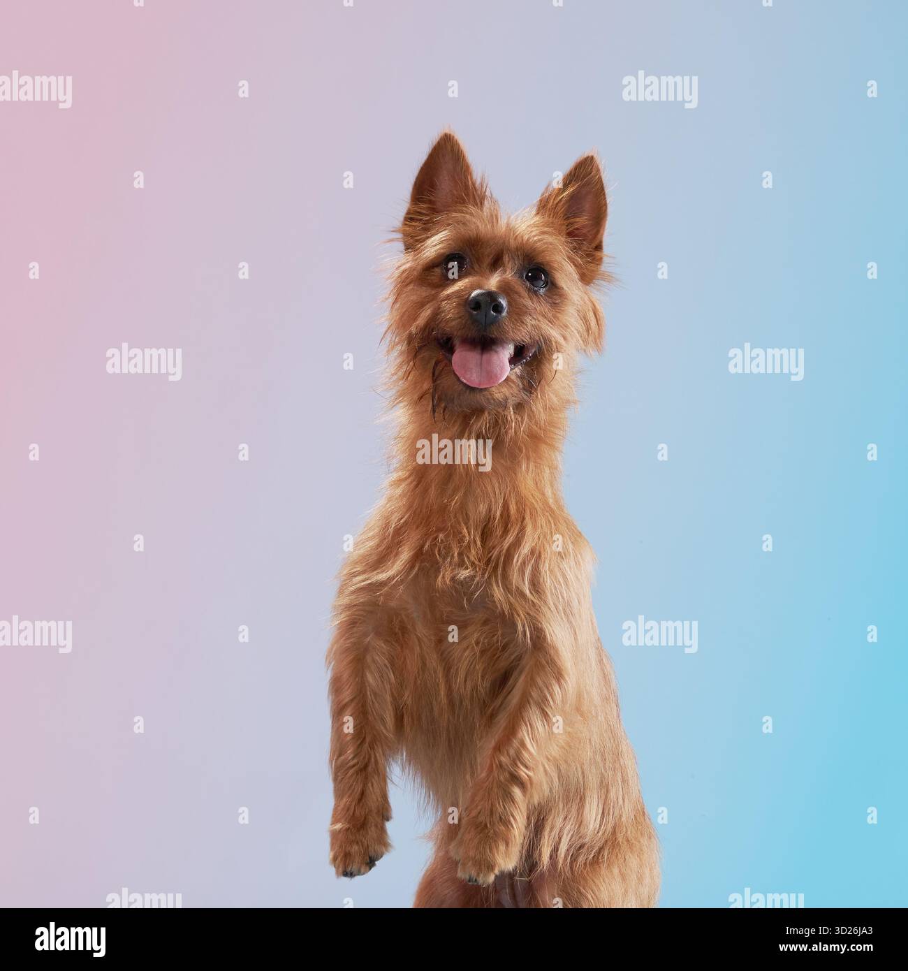 L'Australian Terrier si erge alto sulle sue zampe posteriori, guardando in alto in una posa curiosa. Lo sfondo sfumato rosa e blu aggiunge un contrasto delicato. Foto Stock