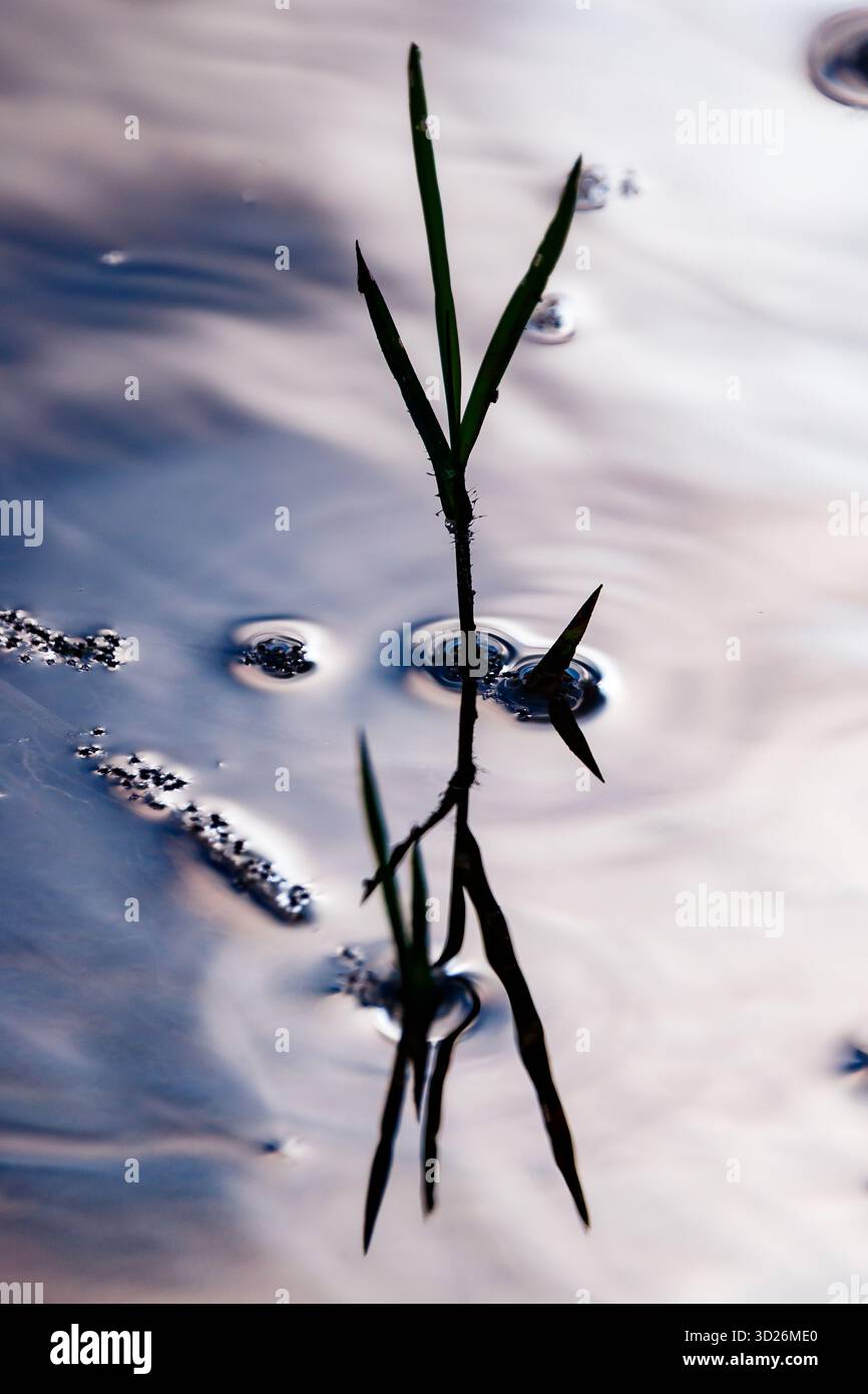 Un primo piano verticale di una singola lama d'erba che emerge dalla tranquilla superficie del bacino idrico di Amadorio. La silhouette scura della pianta è Foto Stock