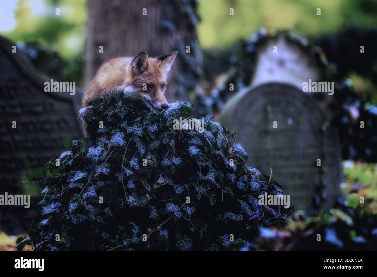 Volpe rossa (Vulpes vulpes) nel cimitero come una notte Foto Stock
