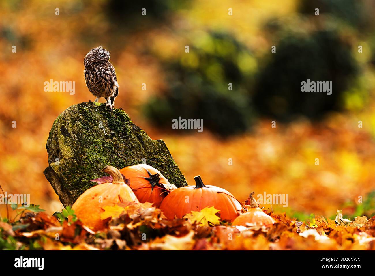 Piccolo gufo (Athene noctua) seduto su una lapide con le zucche intorno, scattata per ottobre 31, la foto ha ricchi colori autunnali Foto Stock
