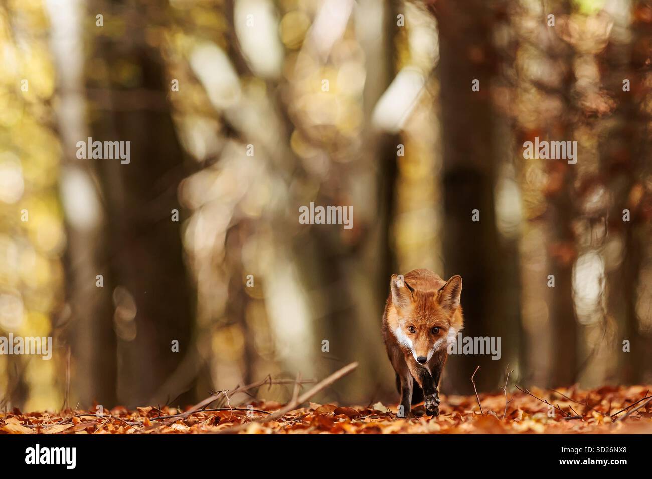 La volpe rossa (Vulpes vulpes) si trova in una foresta autunnale e la luce crea dei motivi tra gli alberi Foto Stock