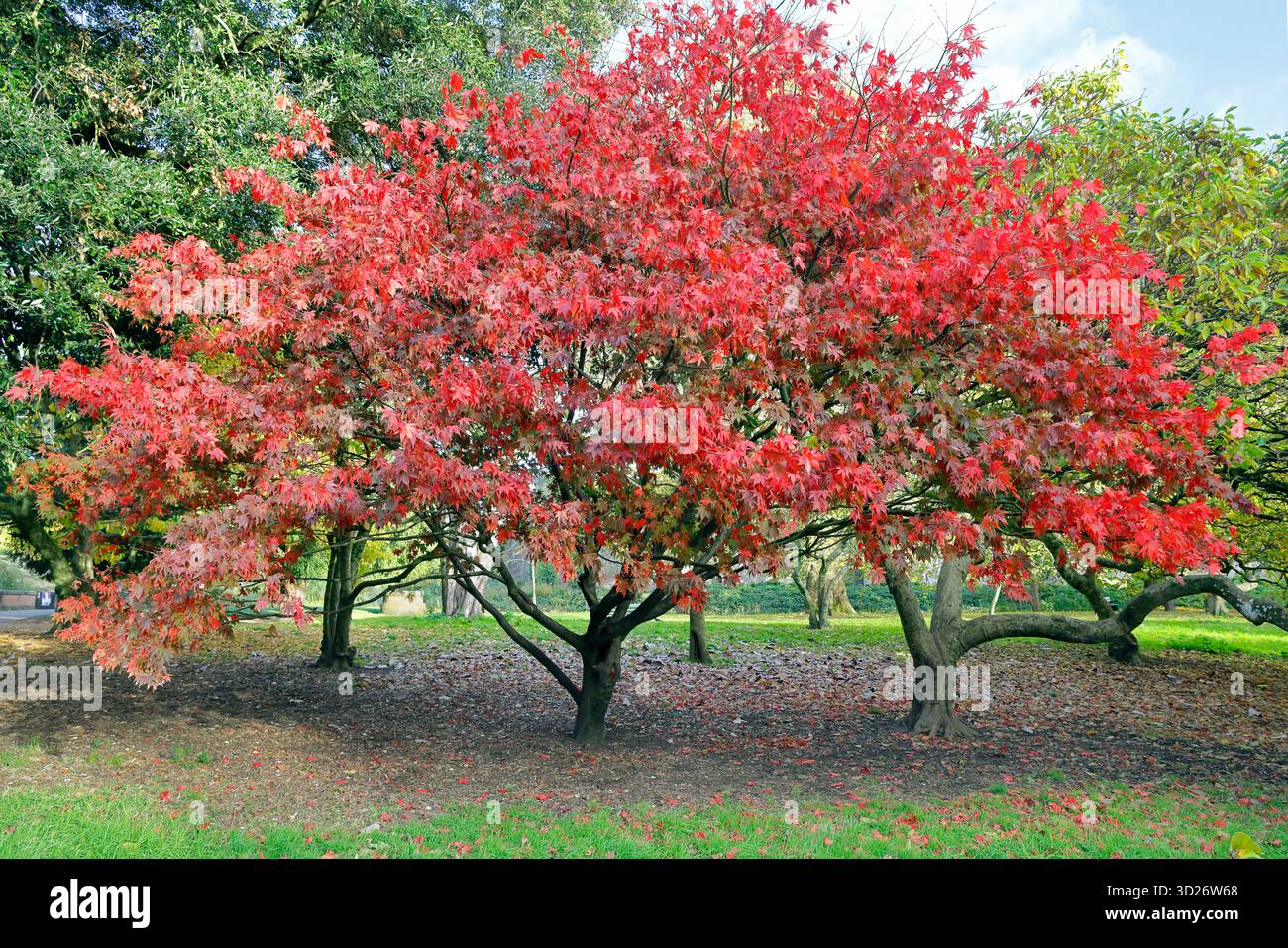 Acer Japonica Trees in autunno, Bute Park, Cardiff City Centre, Galles del Sud, Regno Unito. Autunno. Presa ottobre 2025 Foto Stock