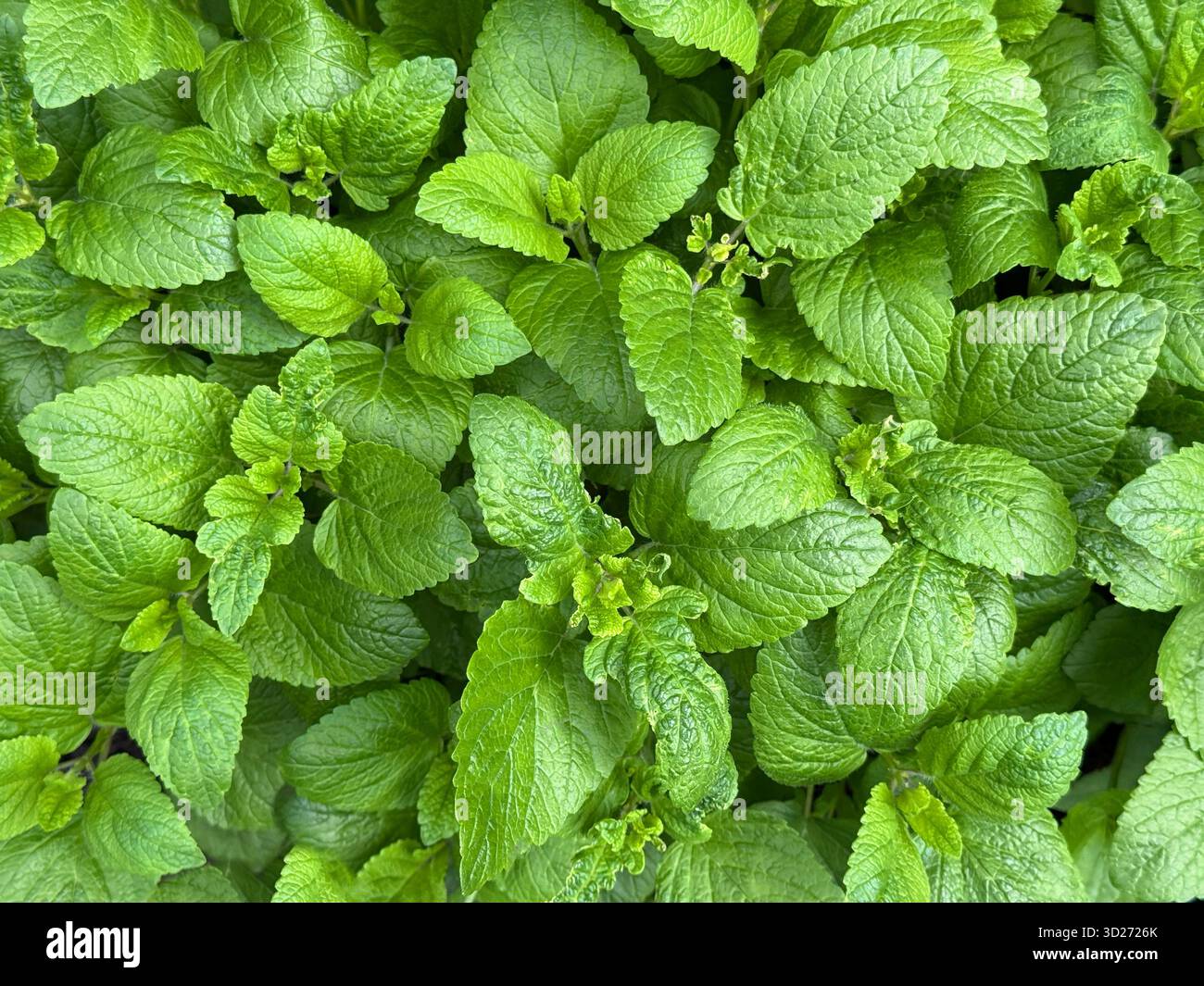 Balsamo di limone Melissa officinalis pianta perenne nella famiglia della menta Foto Stock