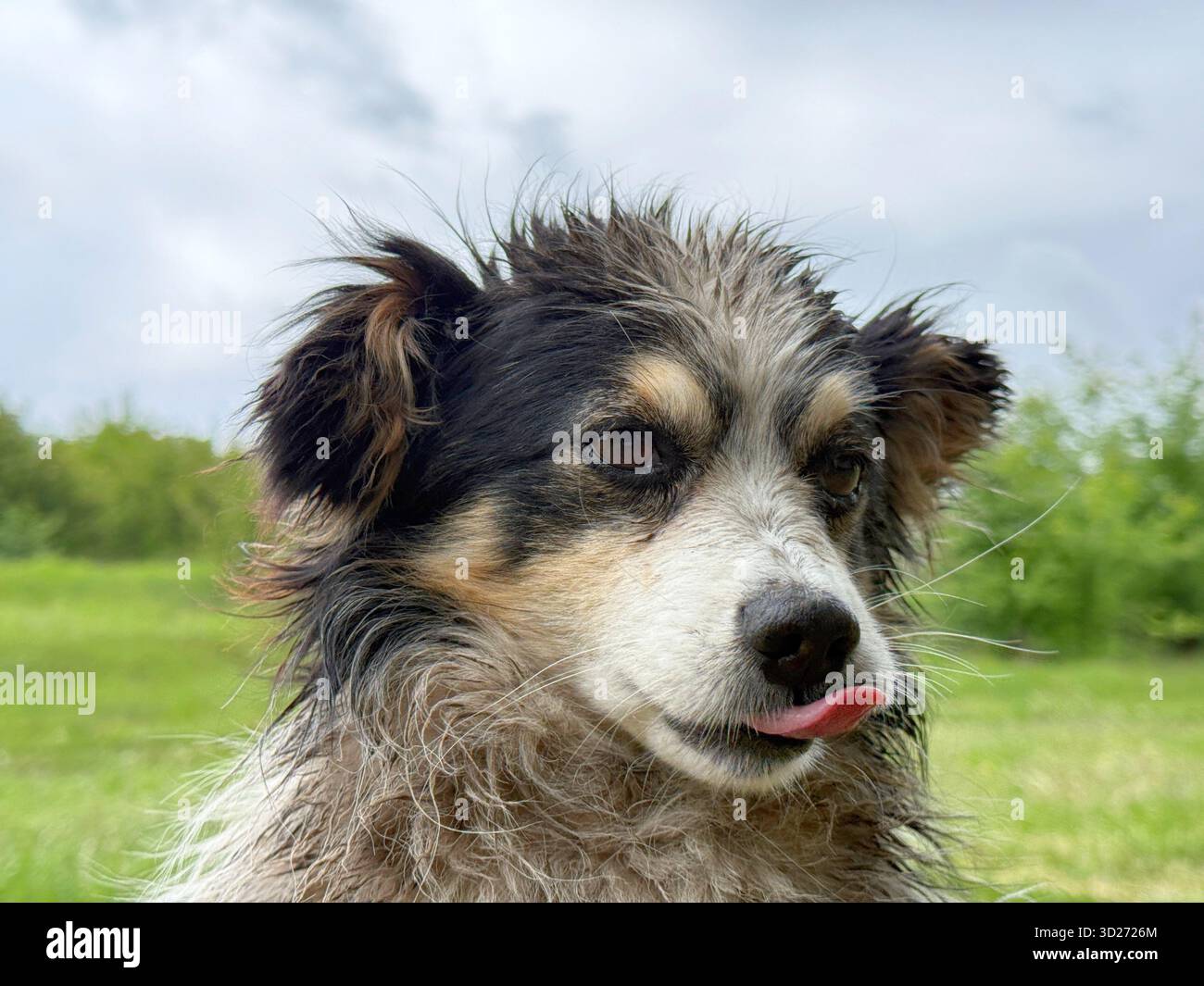 Ho perso il cane bagnato dopo la pioggia Foto Stock