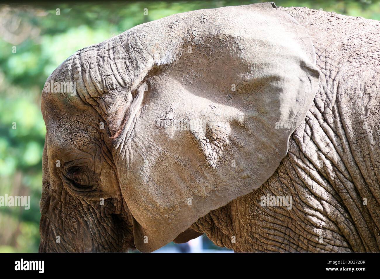 Primo piano della testa, dell'orecchio e della pelle testurizzata di un elefante africano Foto Stock