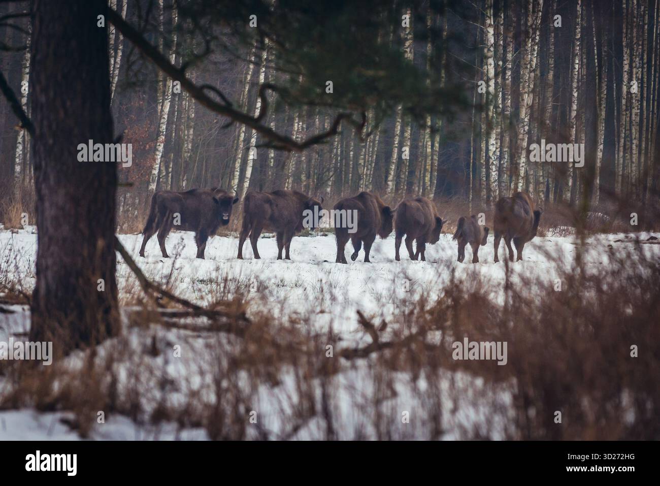 Branco di veggenti liberi ai margini della foresta di Bialowieza nella regione di Podlasie, Polonia Foto Stock