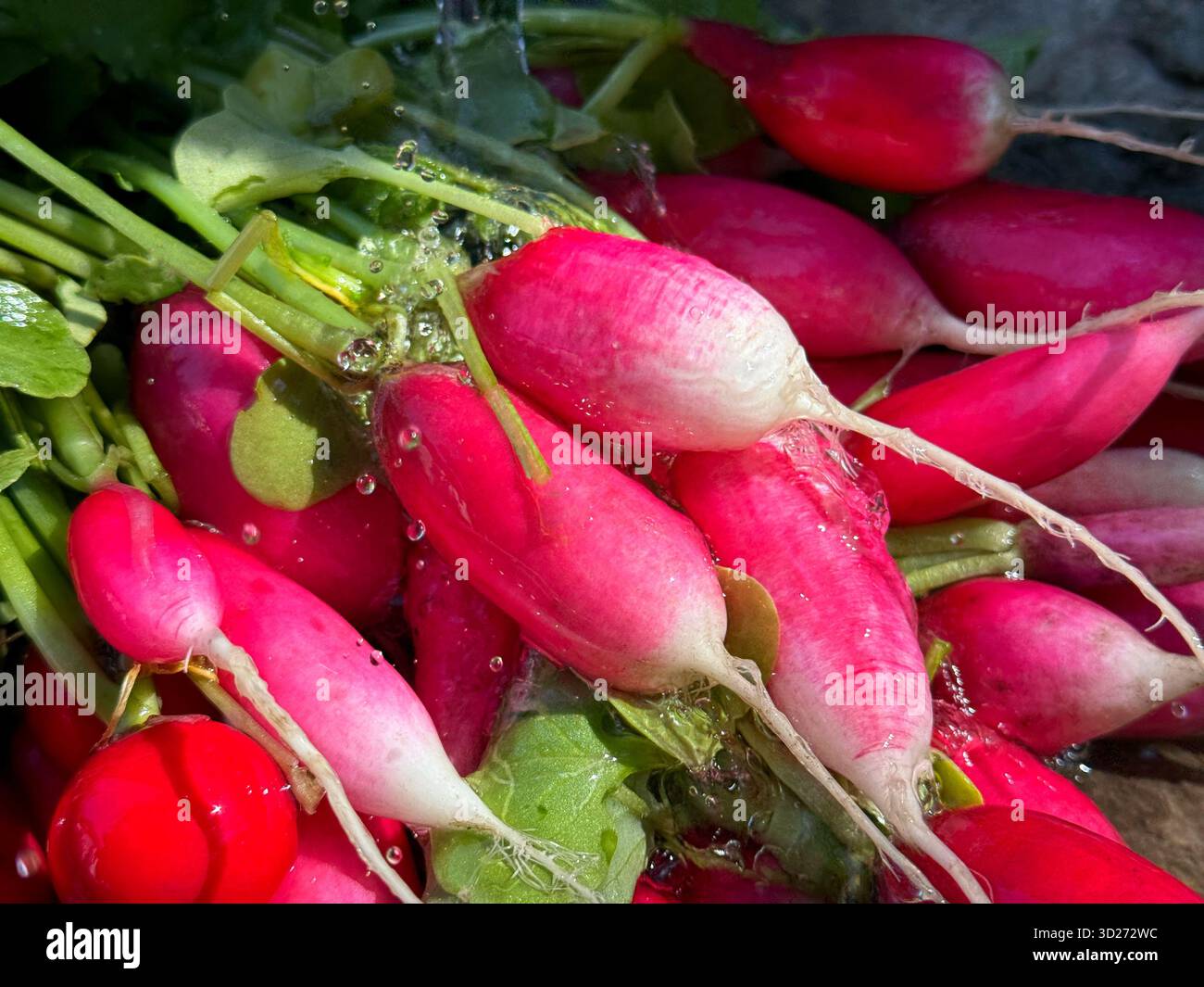 Un mazzo di verdure di ravanello fresche Foto Stock