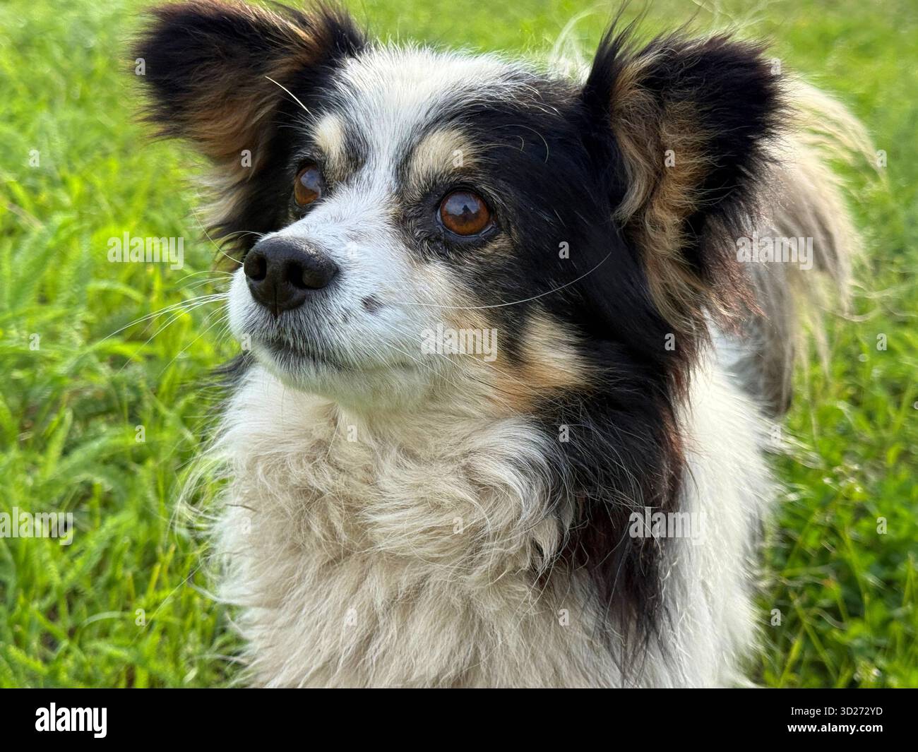 Cute cane in erba Foto Stock