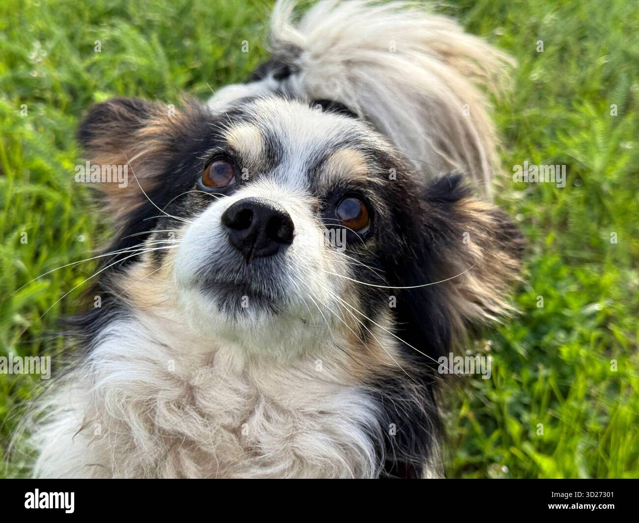 Bel cane mercantile che guarda in alto Foto Stock