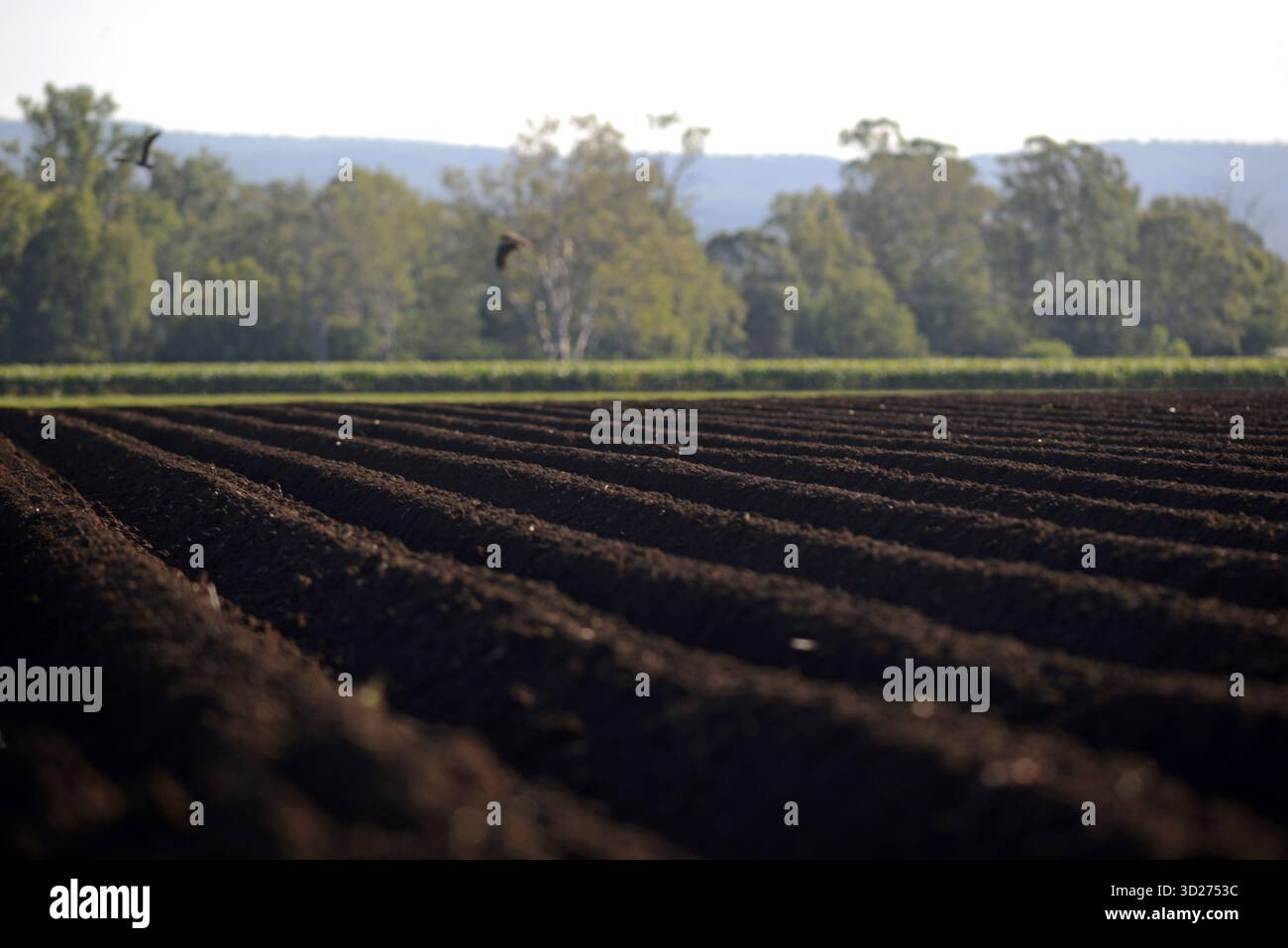 Un paddock coltivato e pronto per il prossimo raccolto di verdure a Gatton nel Queensland, Australia. Foto Stock
