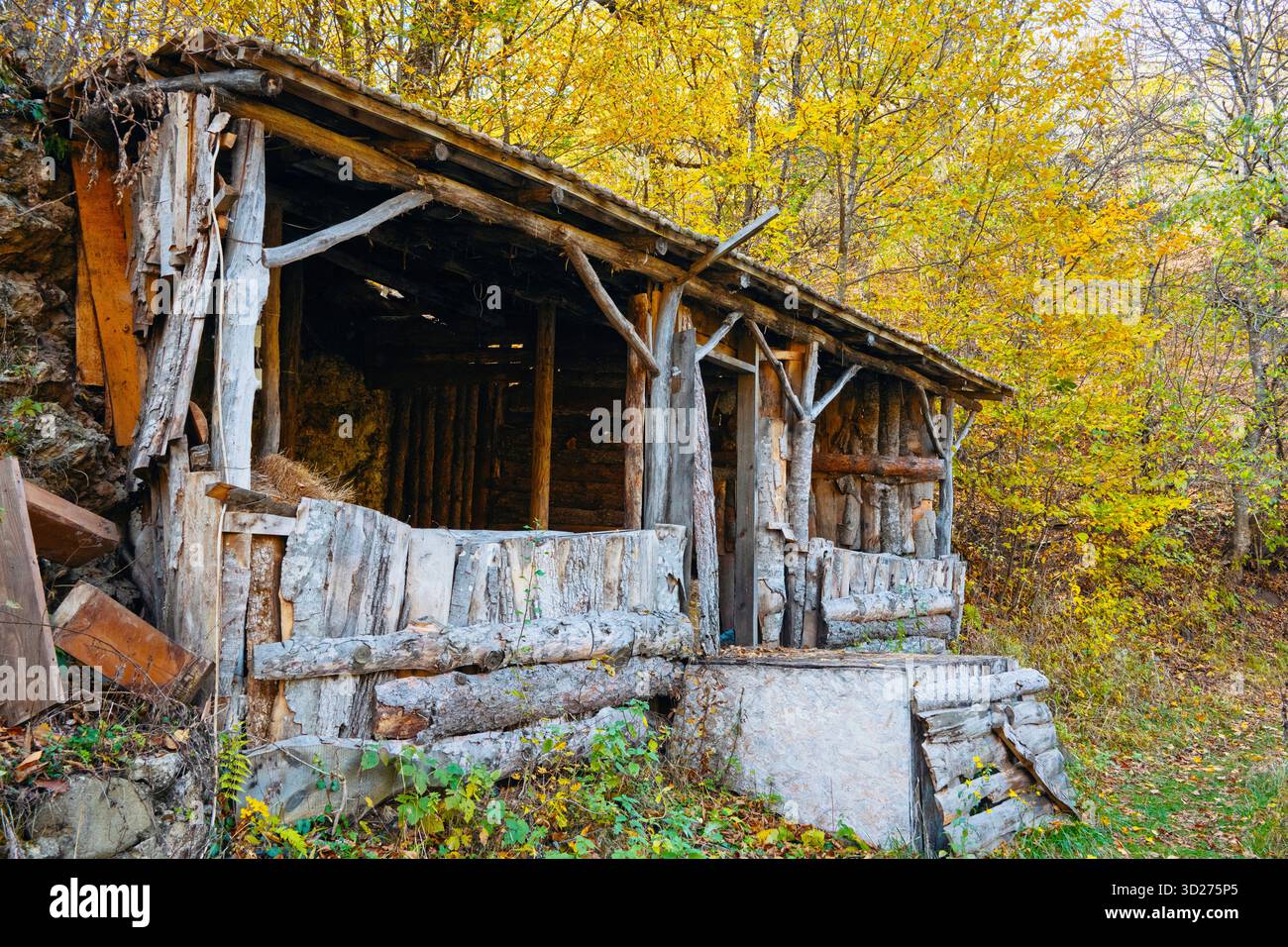Una cabina fatiscente con un tetto in legno e una porta in legno. La cabina è circondata da alberi e ha un'atmosfera rustica Foto Stock