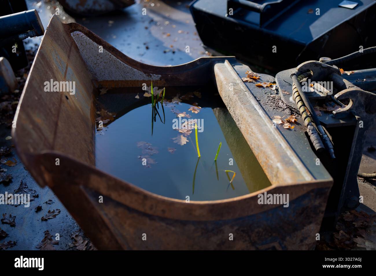 Secchio per escavatore Rusty che raccoglie acqua e piccoli impianti verdi che rappresentano la pausa del cantiere, l'ambiente dei macchinari industriali e la riserva naturale Foto Stock