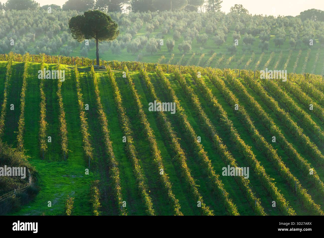 La luce del tramonto illumina filari di verdi vigneti e un solitario pino nelle dolci colline della regione vinicola del Chianti, vicino a strada in Chianti, Tus Foto Stock