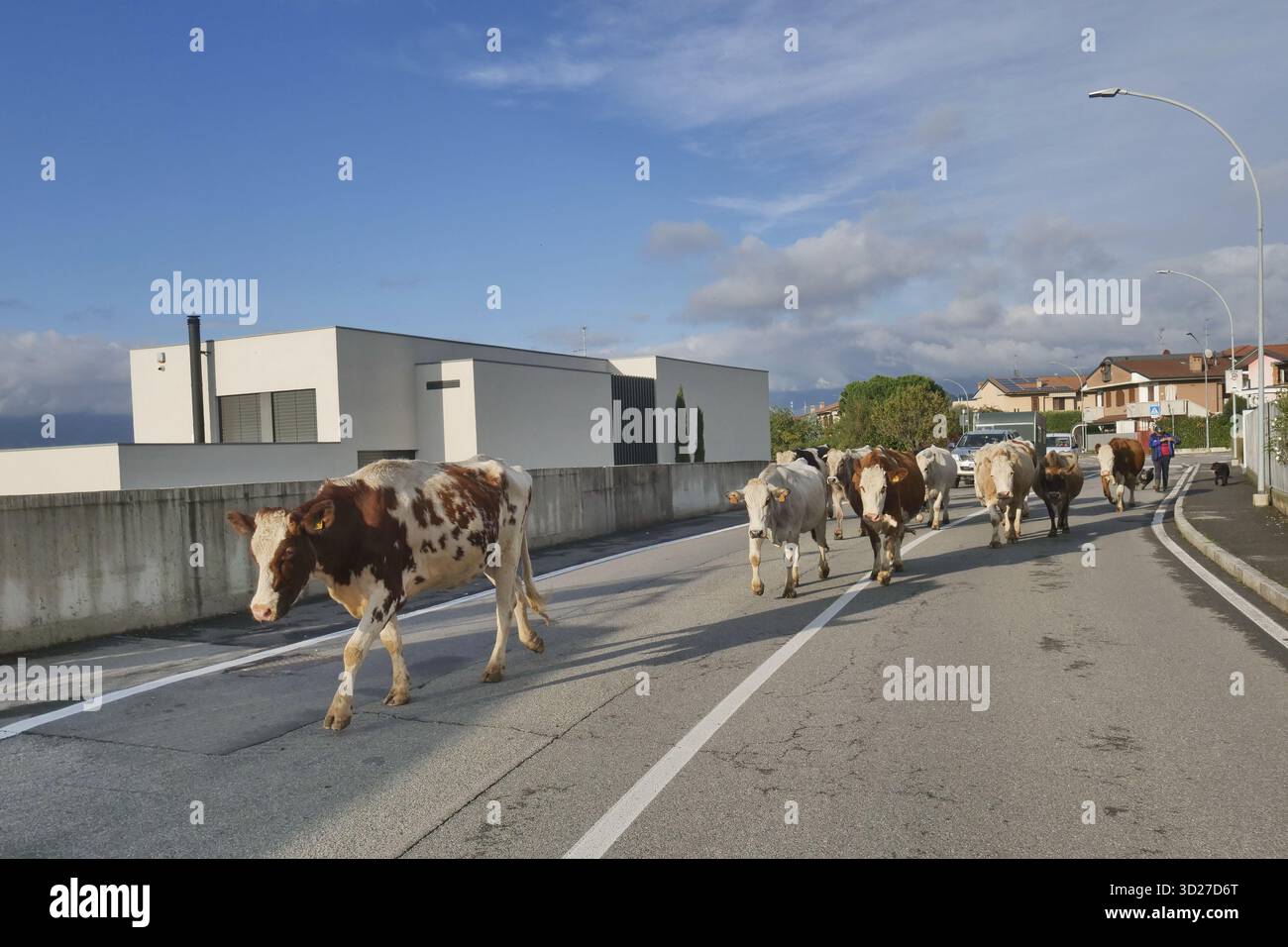 Dalmine, Italia. 30 ottobre 2025. Una mandria di bovini lungo il fiume Brembo durante la transumanza autunnale dai pascoli montani alla pianura. Credito: Agenzia fotografica indipendente/Alamy Live News Foto Stock
