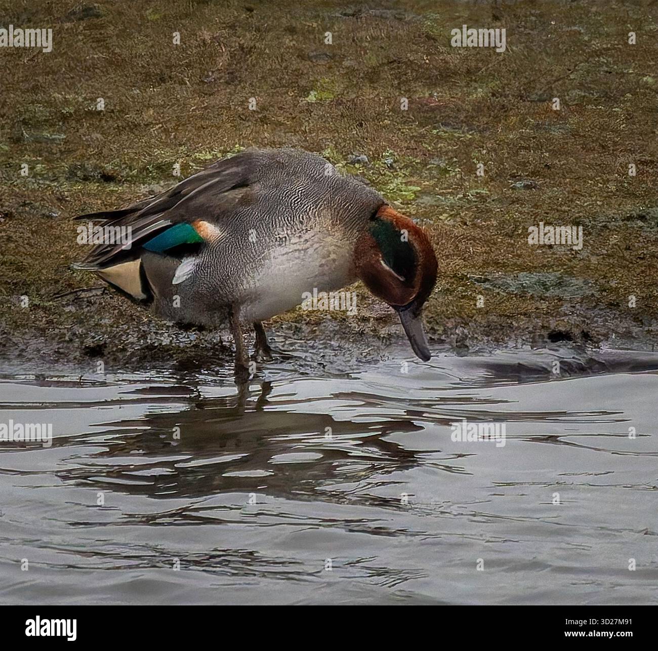 Teal eurasiatico maschile (Anas crecca) accanto all'acqua poco profonda, con testa di castagno, occhio a strisce verdi e distintivo stemma alare verde. Foto Stock
