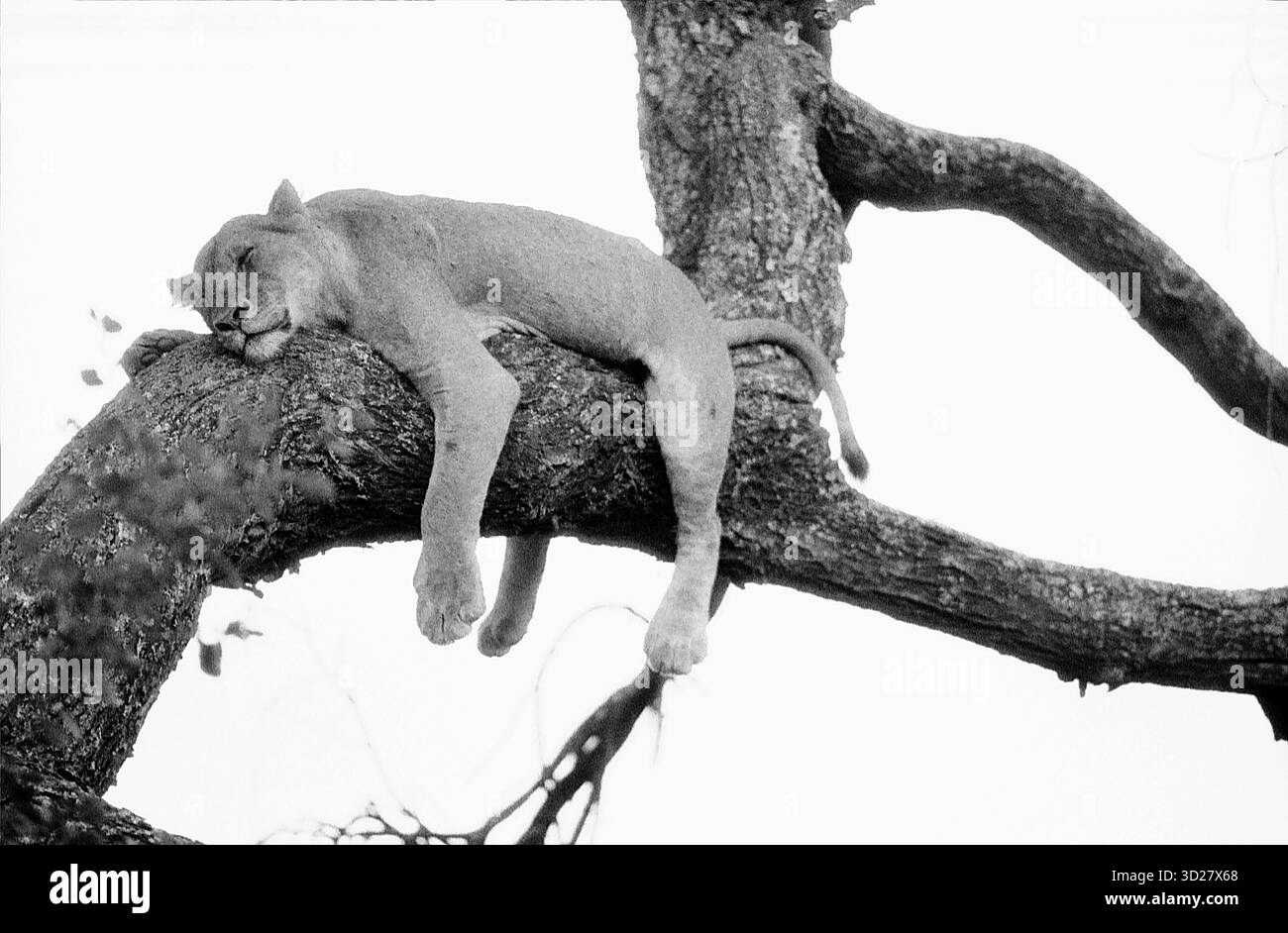 Parco nazionale del lago Manyara: I leoni cercano sollievo dai morsi degli insetti. Un leone stanco riposa in alto nei rami di un albero di baobab nel Parco Nazionale del Lago Manyara, Tanzania. Il maestoso felino cerca rifugio dagli implacabili sciami di mosche mordenti che affliggono la savana africana. Questa iconica scena cattura un momento di contemplazione tranquilla tra la vivace fauna selvatica di questo famoso parco. Foto Stock