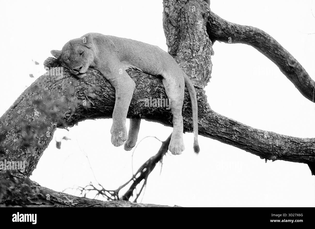Parco nazionale del lago Manyara, Tanzania: Un momento di tregua per un leone, in cerca di rifugio dal sole implacabile africano e dalle mosche mordenti. Questa iconica immagine cattura un leone trovando una posizione unica tra i rami, una testimonianza della variegata fauna selvatica del parco e dei loro ingegnosi adattamenti all'ambiente. Foto Stock