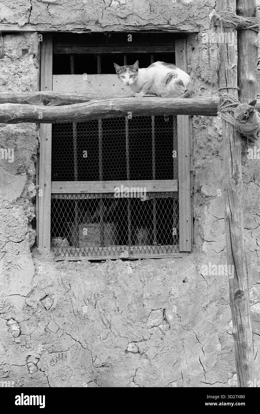 Una finestra intemprata in un rustico edificio di Zanzibari offre uno sguardo nel cuore della Tanzania. Questa straordinaria immagine cattura un momento di osservazione tranquilla, con un residente felino che ne controlla il dominio. Le pareti testurizzate e la semplice cornice delle finestre parlano della ricca storia e dell'architettura tradizionale dell'isola, una testimonianza del fascino duraturo di Zanzibar. Foto Stock