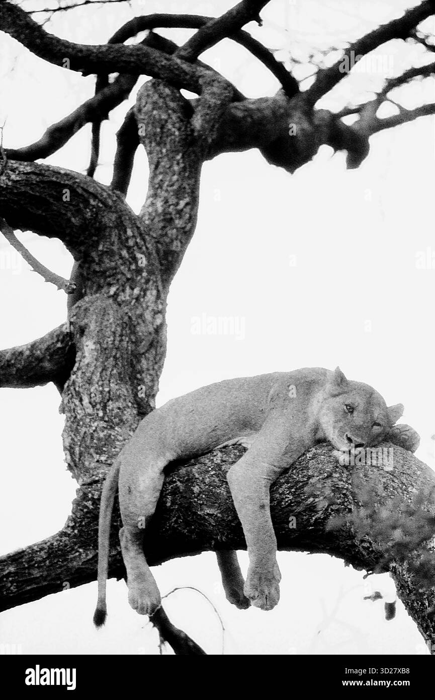 Parco nazionale del lago Manyara, Tanzania: Un momento di tregua per questi maestosi leoni. In cerca di rifugio dalle mosche mordenti implacabili, un orgoglio trova rifugio tra i rami, una testimonianza delle strategie adattative di questi iconici predatori nel loro habitat naturale. Foto Stock