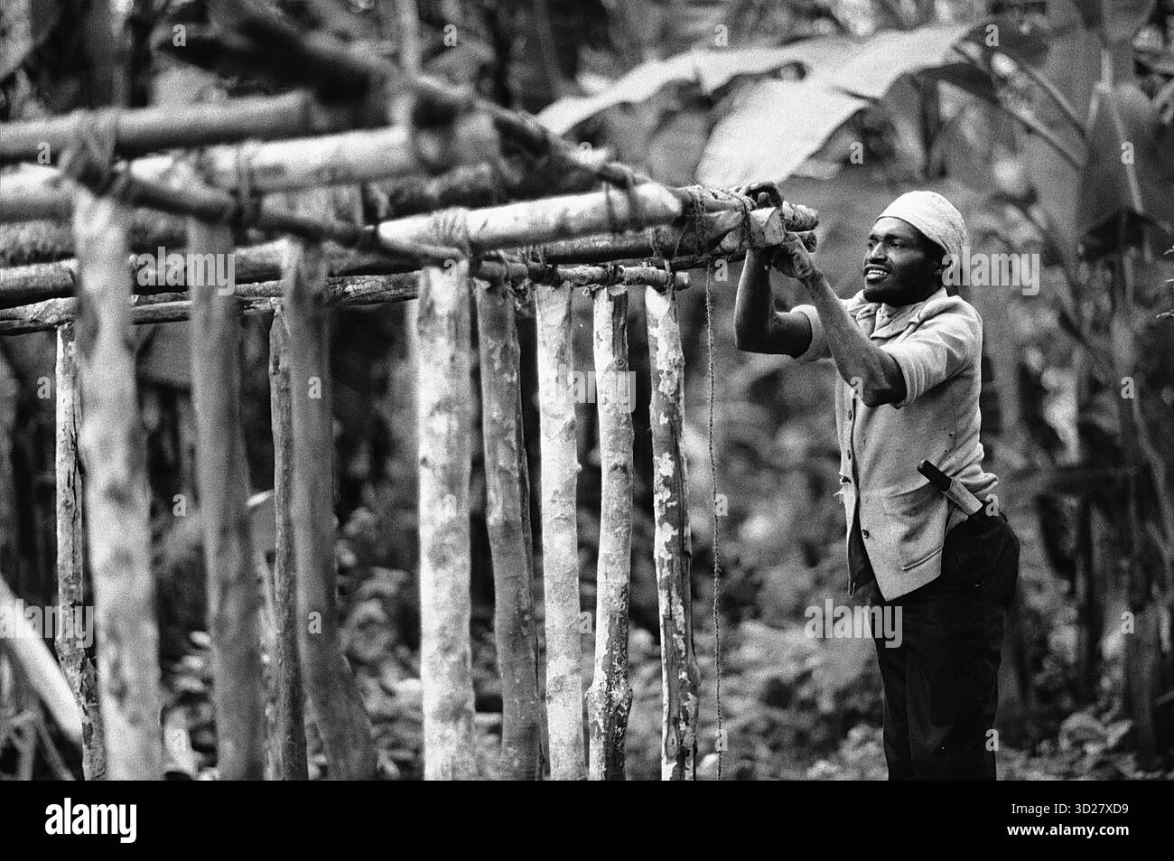 Zanzibar, Tanzania - Un artigiano locale costruisce con cura una tradizionale struttura in legno tra la lussureggiante vegetazione dell'isola. L'immagine cattura un momento di abilità artigianale, mettendo in evidenza le pratiche culturali durature della regione. Foto Stock