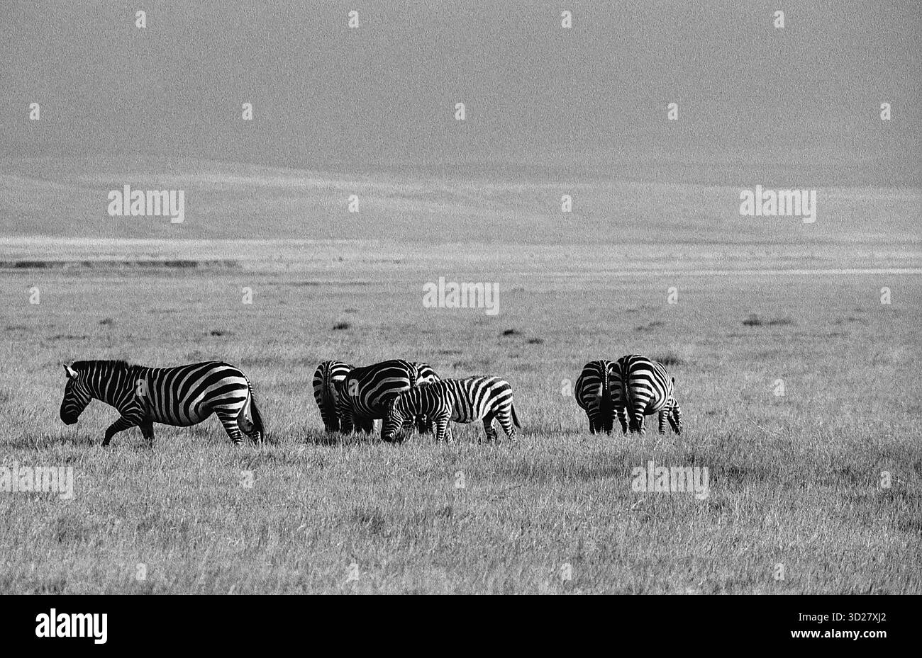 Nagorongoro Crater, Tanzania - Un branco di zebre pascolano pacificamente nel vasto fondo del cratere. Il suggestivo paesaggio, formato da una caldera vulcanica, fornisce uno sfondo unico per questa iconica scena della fauna selvatica africana. Foto Stock
