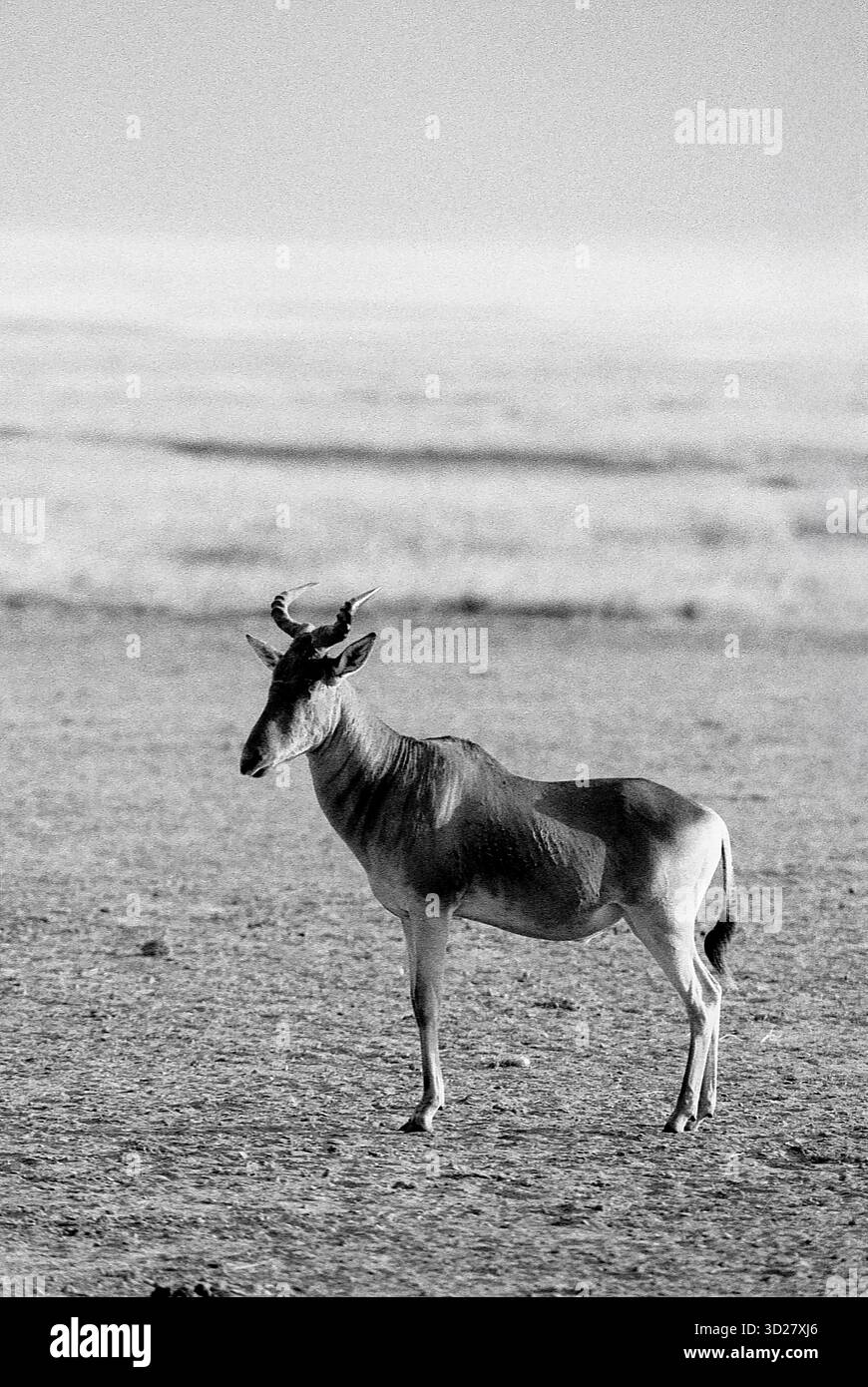 Un'antilope sagittale si erge su una distesa sabbiosa all'interno del Parco Nazionale del cratere di Nagorongoro, Tanzania. L'animale è posizionato di fronte allo spettatore, mostrando le sue caratteristiche corna e il motivo del cappotto. Il vasto paesaggio pianeggiante del cratere fa da sfondo, evidenziando le drammatiche caratteristiche geologiche del parco. Foto Stock