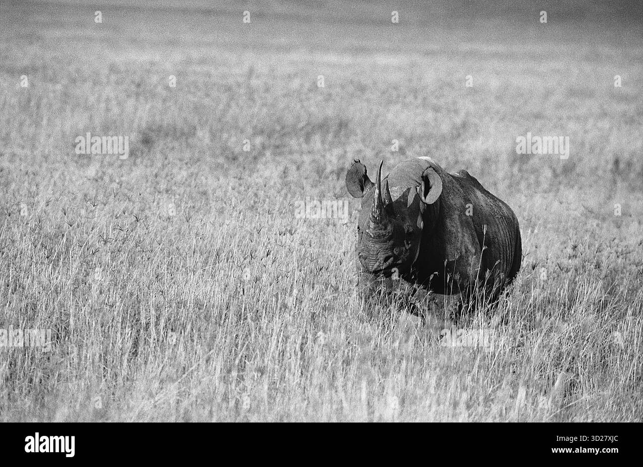 Una fotografia in bianco e nero cattura un rinoceronte che riposa all'interno delle ampie praterie del Ngorongoro Crater National Park, Tanzania. L'animale è parzialmente oscurato dall'erba alta, evidenziando l'habitat naturale e aggiungendo un senso di tranquillità alla scena. Foto Stock